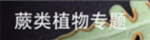 蕨类植物专题