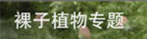 裸子植物专题