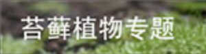苔藓植物专题